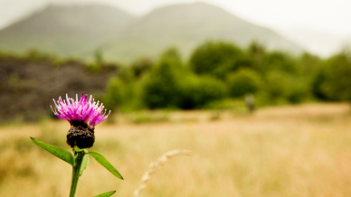 A lone thistle in the foreground of hills and glens