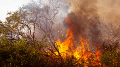 An image of a burning forest