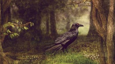 An illustration of a raven in the forest