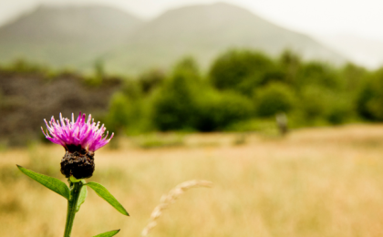 A lone thistle in the foreground of hills and glens