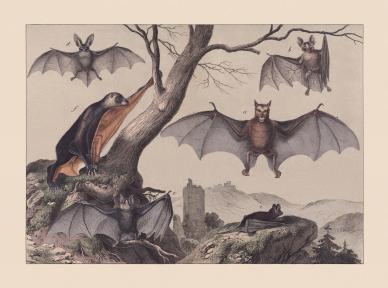 Bats (Chiroptera), hand-colored chromolithograph, published in 1869